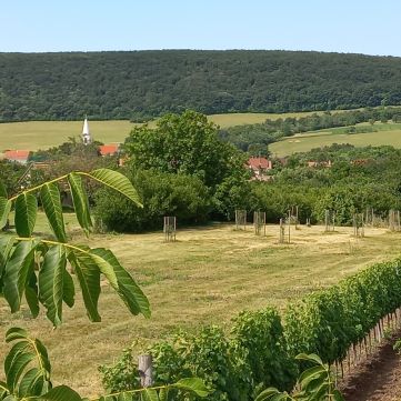 Eladó Telek 8272 Szentantalfa , Szentantalfa - Szent Balázs hegy 