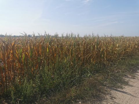 Eladó Mezőgazdasági 2896 Szomód 
