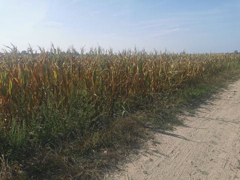 Eladó Mezőgazdasági 2896 Szomód 