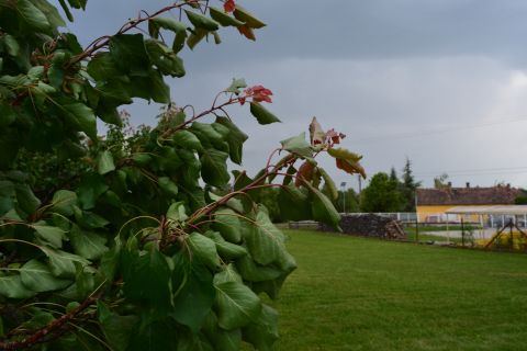 Eladó Telek 8315 Gyenesdiás 