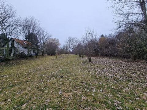 Eladó Telek 6064 Tiszaug , TISZAUGON BEKERÍTETLEN ZÁRTKERT DIÓFÁKKAL