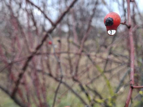 Eladó Telek 3000 Hatvan Szúnyogos kertsor