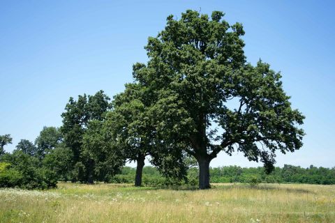 Eladó Mezőgazdasági 8698 Somogyvár 