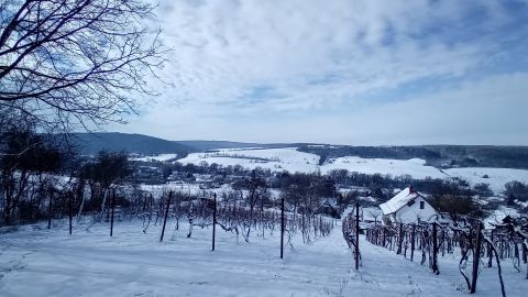 Eladó Telek 8618 Kereki , Kerekiben zártkerti, 839 nm-es telek,kordonos szőlővel eladó