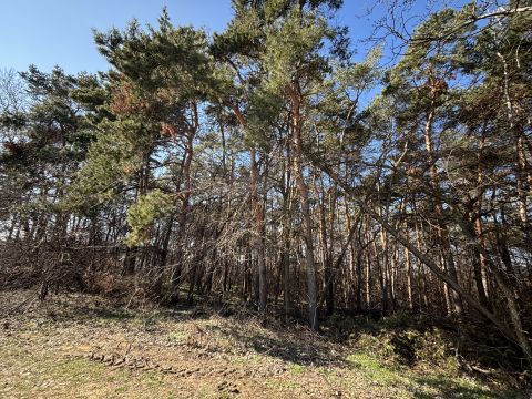 Eladó Telek 4002 Debrecen 