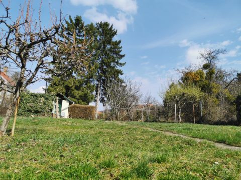 Eladó Telek 2092 Budakeszi Minden közművel ellátott gyönyörű fenyőfákkal bíró sík telek