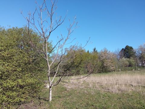 Eladó Telek 2051 Biatorbágy 