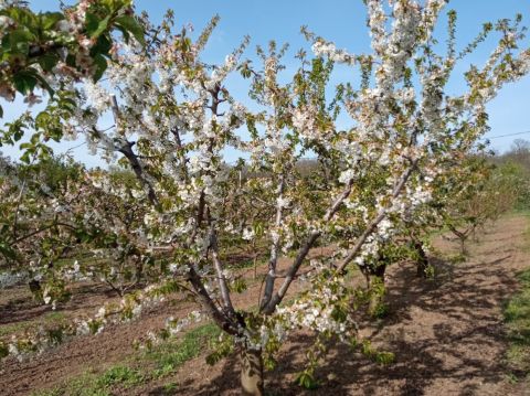 Eladó Telek 2051 Biatorbágy 