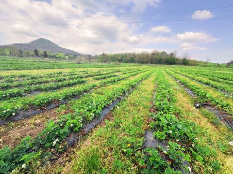 Eladó Telek 8258 Badacsonytomaj Csángó